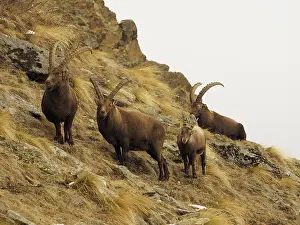Paradiso: 80189142 Alpine Ibex - buck Gran Paradiso National