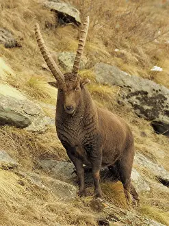 Paradiso: 80189143 Alpine Ibex - buck Gran Paradiso National