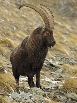 Ibex: 80189144 Alpine Ibex - buck Gran Paradiso National