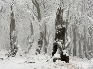 Czech: 80189147 Beech Trees - frost in forest Bournak