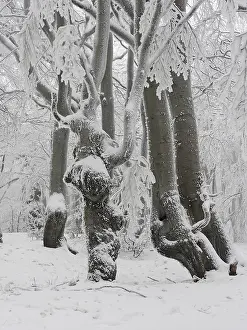 Czech: 80189148 Beech Trees - frost in forest Bournak