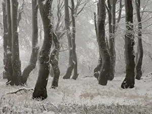 Czech: 80189149 Beech Trees - frost in forest Bournak