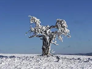 Czech: 80189150 Snow covered Tree Czech Republic Stefan