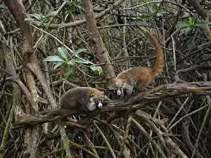 Nasua: 80189151 Coati - in mangroves Yukatan, Mexico Nasua