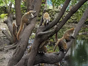 Nasua: 80189152 Coati - in mangroves Yukatan, Mexico Nasua