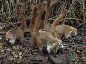 Nasua: 80189153 Coati - in mangroves Yukatan, Mexico Nasua