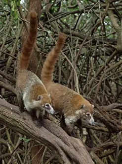 Nasua: 80189154 Coati - in mangroves Yukatan, Mexico Nasua