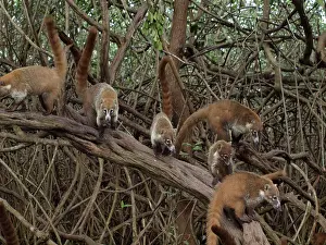 Nasua: 80189155 Coati - in mangroves Yukatan, Mexico Nasua