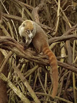 Nasua: 80189157 Coati - in mangroves Yukatan, Mexico Nasua