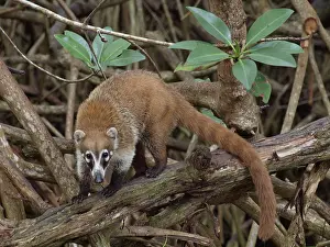 Nasua: 80189158 Coati - in mangroves Yukatan, Mexico Nasua