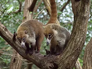 Nasua: 80189159 Coati - in mangroves Yukatan, Mexico Nasua