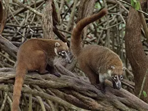 Nasua: 80189160 Coati - in mangroves Yukatan, Mexico Nasua