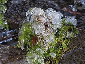 Icicle: 80189161 Icicle - frozen plant in winter Ore Mountains