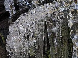 Icicle: 80189162 Icicle - frozen plant in winter Ore Mountains