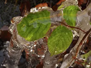 Icicle: 80189164 Icicle - frozen plant in winter Ore Mountains