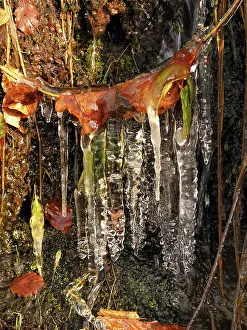 Icicle: 80189165 Icicle - frozen plant in winter Ore Mountains