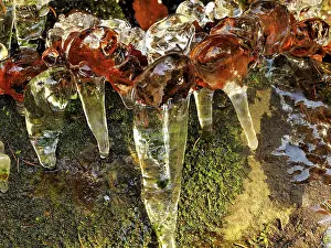 Icicle: 80189166 Icicle - frozen plant in winter Ore Mountains