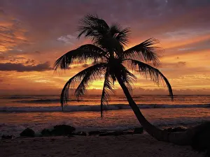 Caribean: 80189169 Palm Tree - at sunset Caribbean Sea, Yukatan