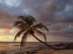Caribean: 80189170 Palm Tree - at sunset Caribbean Sea, Yukatan