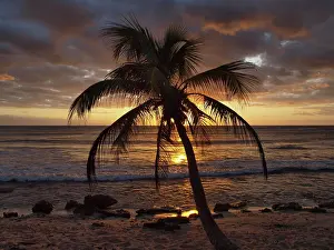 Caribean: 80189171 Palm Tree - at sunset Caribbean Sea, Yukatan