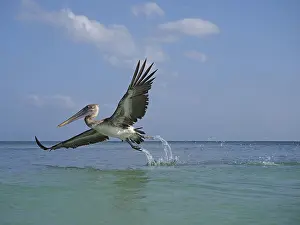 Pelican: 80189172 Brown Pelican - in flight Yukatan, Mexico