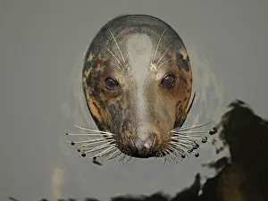 Controlled: 80189173 Grey Seal - appearing through water - controlled
