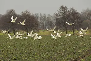 Whooper: 80189174 Whooper Swans - in flight Germany Cygnus