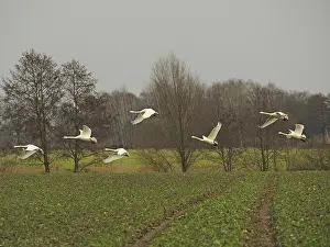 Whooper: 80189175 Whooper Swans - in flight Germany Cygnus