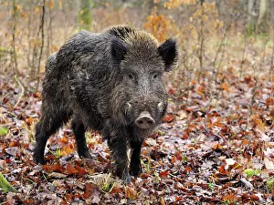 Boar: 80189185 Wild Boar - young male in autumn Germany