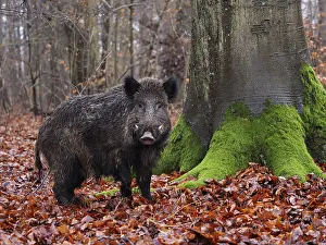Boar: 80189186 Wild Boar - young male in autumn Germany