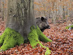 Boar: 80189187 Wild Boar - young male in autumn Germany