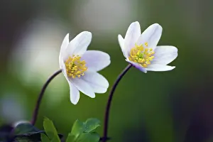 2015: 80189523 Wood Anemone - blossom Lower Saxony, Germany