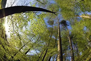 2015: 80189524 Beech Woodland - fresh foilage in spring