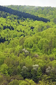 Prunus: 80189525 Mixed Forestry - in spring Lower Saxony