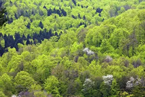 Prunus: 80189526 Mixed Forestry - in spring Lower Saxony