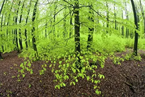 Sylvatica: 80189527 Beech Trees - with fresh foilage in spring
