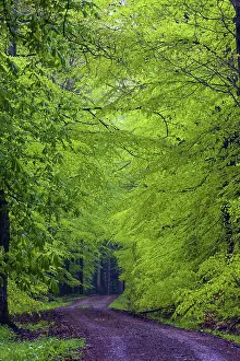 Sylvatica: 80189528 Forest and Forest Track - with fresh foilage