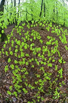 Sylvatica: 80189529 Beech Trees - branch with fresh foilage