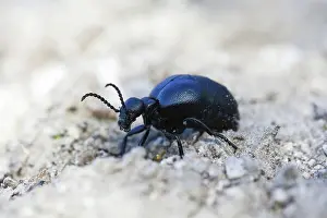 2015: 80189530 Oil Beetle Kyffhauser hills, Thueringen