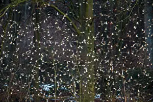 Sparrow: 80189531 Brambling - invasion in winter - flock