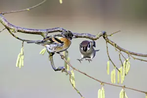 Hazel: 80189532 Brambling - male - and Tree Sparrow - (Passer