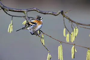 Hazel: 80189533 Brambling - male - perched on hazel bush