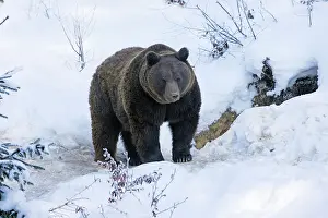 2015: 80189534 European Brown Bear - emerged fom winter