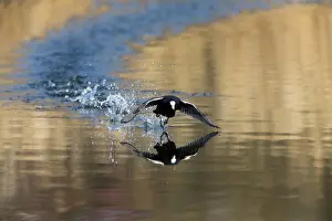 Atra: 80189541 Coot - running across surface of lake Lower