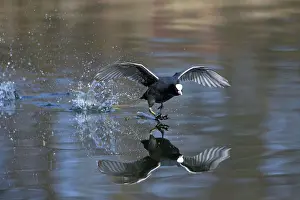 Atra: 80189542 Coot - running across surface of lake Lower