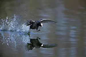 Atra: 80189543 Coot - running across surface of lake Lower