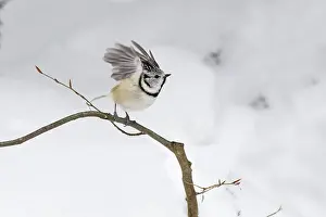 2015: 80189544 Crested Tit - in take-off flight Bavarian