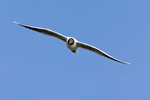 Ridibundus: 80189545 Black-headed Gull - in flight Lower Saxony
