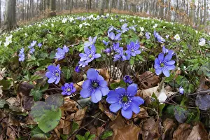 Hepatica: 80189546 Hepatica - flowering Lower Saxony, Germany