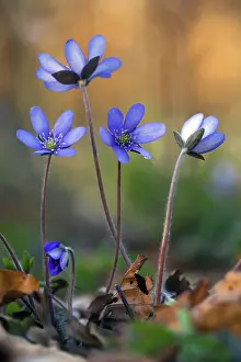 Hepatica: 80189547 Hepatica - flowering Lower Saxony, Germany